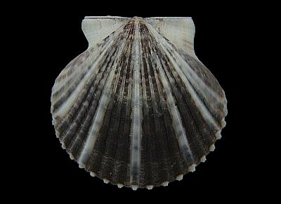 Argopecten irradians concentricus